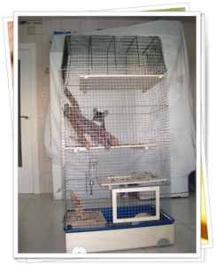 mascota feliz en su nueva jaula para chinchillas.